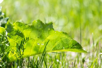 burdock leaf grass in nature