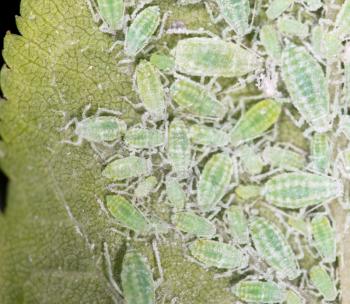 aphids on a green leaf. close