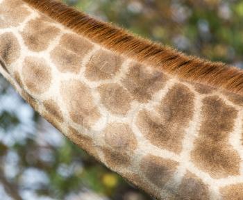 neck giraffe