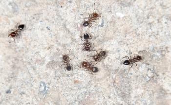 ants. close