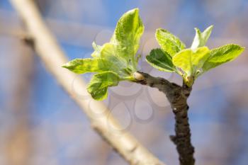 young leaves on a tree branch