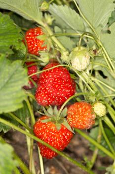 strawberries in the garden outdoors. close