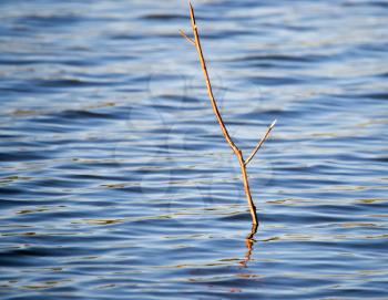 tree branches from the surface of the water