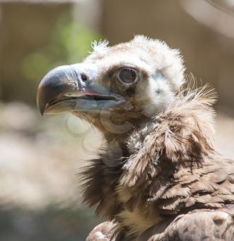 Portrait of a vulture in a zoo