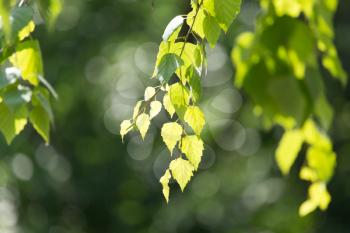 leaves of birch in nature
