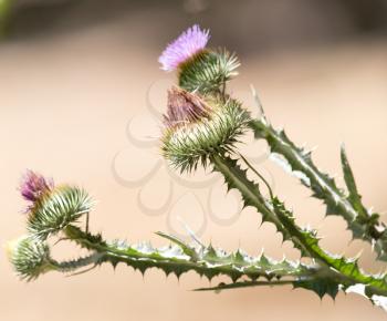 prickly plant in nature
