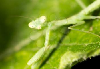 Green mantis in the nature. close