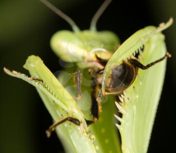 mantis eats potato beetle, close-up