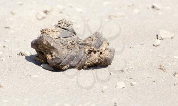 horse droppings in the sand