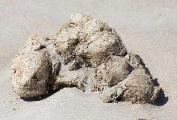 horse droppings in the sand