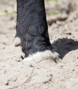 cow hooves