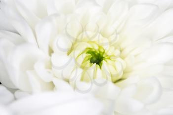 beautiful white flower as a background. close-up