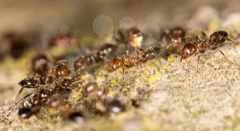 ants on the ground. close-up
