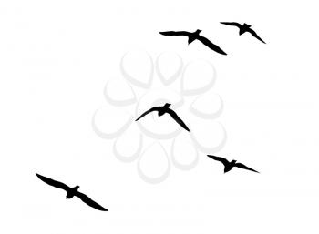 silhouettes of a flock of birds on a white background