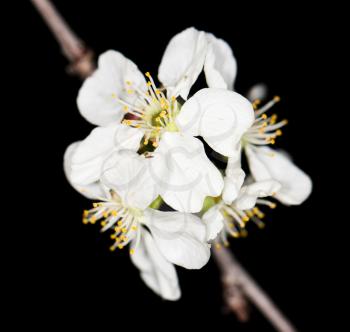 White cherry flowers on a black background