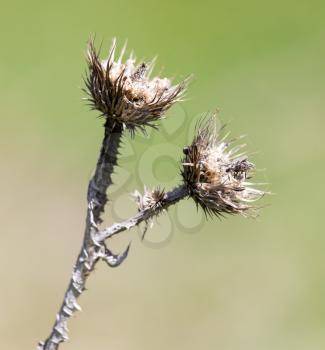 dry thorn in nature