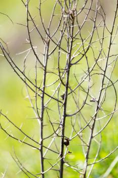 dry thorn in nature