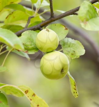 ripe apples on a tree branch in nature