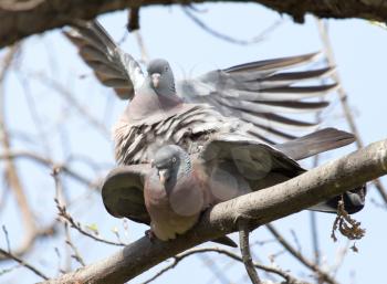 two doves in love on the tree in nature