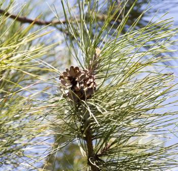 pine on nature