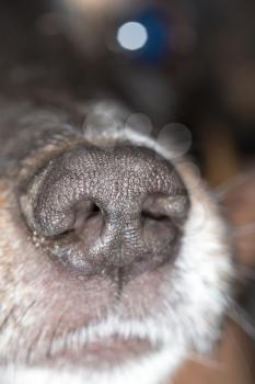 the nose of a dog. macro