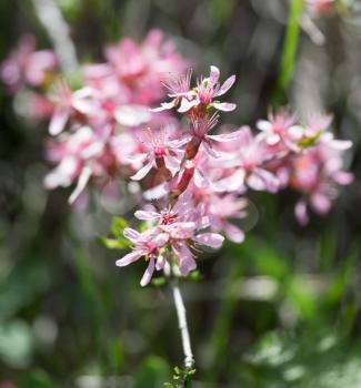 pink flowers on the branch of a bush