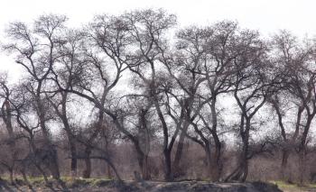bare branches of a tree