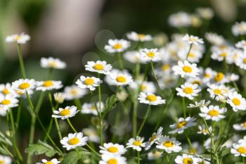 daisy flowers in nature