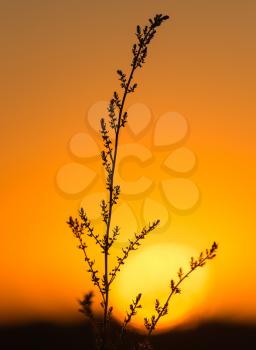 plant on the background of sunset