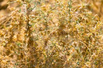 yellow grass on the nature of the parasite