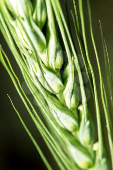 ear of green wheat. macro