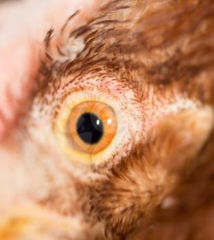 Chicken Eye Close-Up