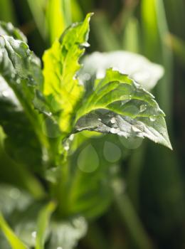 mint leaves after rain on nature