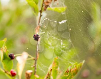cobweb on a plant in nature