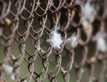 white feather on a metal grid