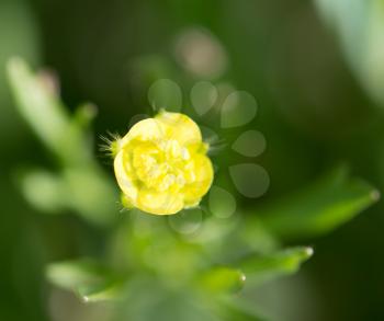 yellow flower in nature. macro
