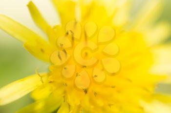 yellow dandelion flower. close