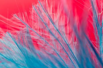 blue feather on a red background. close