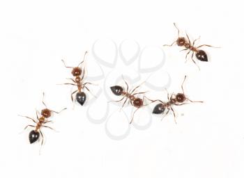 ants on a white wall