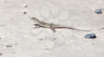 Lizard on concrete