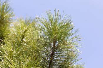 pine on nature