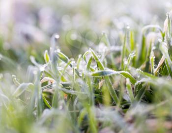 dew on the grass with hoarfrost