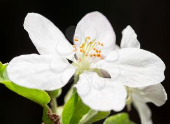 white flowers on a tree on a black background