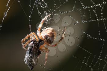 water droplets on a spider web with a spider in nature