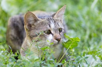 cat in the grass on the nature