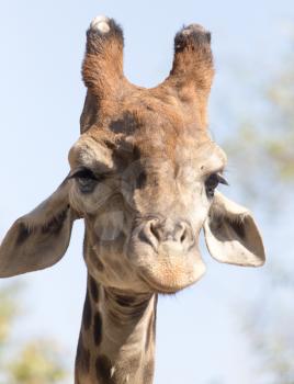 portrait of giraffe on nature
