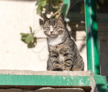 cat on porch