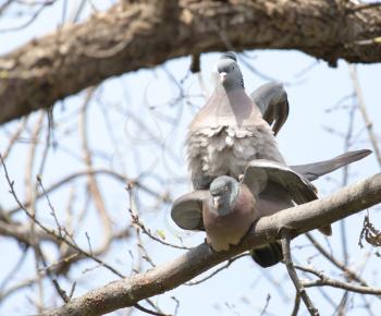 two doves in love on the tree in nature