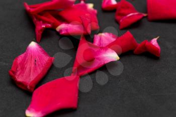 rose petals on a black background
