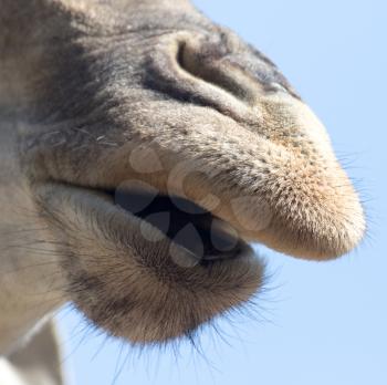 nose giraffe